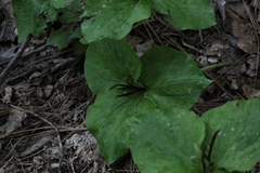 Trillium angustipetalum