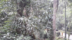 Syzygium cumini