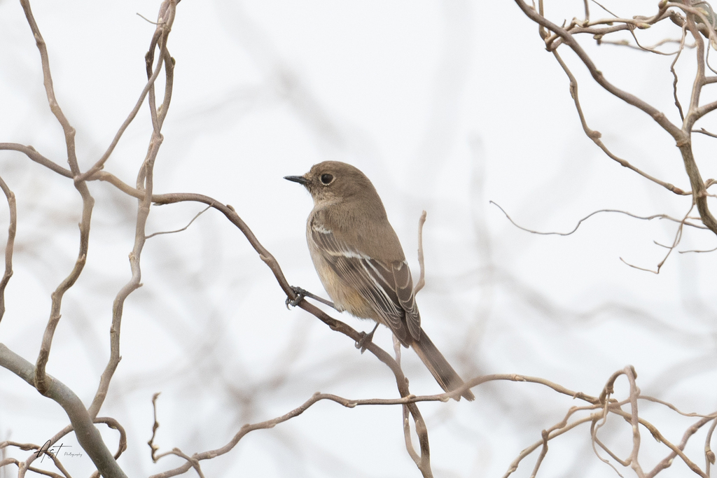 Przevalski's Redstart