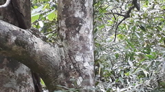 Syzygium cumini