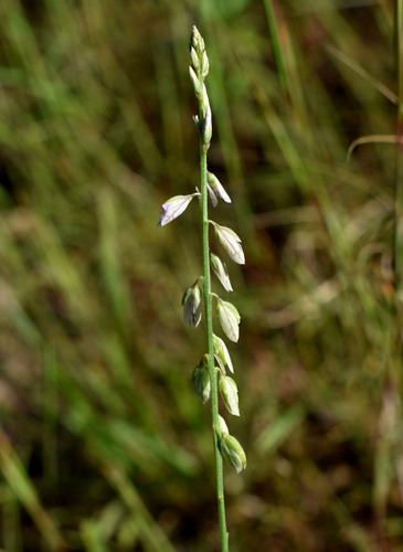 Polygala longifolia iNat (2)