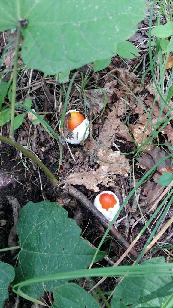 Amanita caesareoides · August 2018 · photo: © repta (iNaturalist, cc-by)