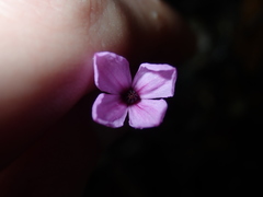 Tetratheca ericifolia