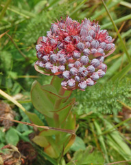 Hylotelephium anacampseros