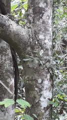 Syzygium cumini