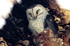 Tyto alba delicatula