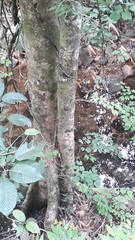 Syzygium cumini