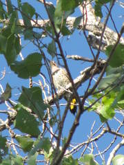 Colaptes auratus auratus