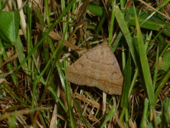 Zanclognatha lunalis