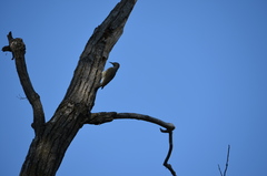 Colaptes auratus auratus