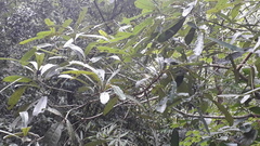 Syzygium cumini