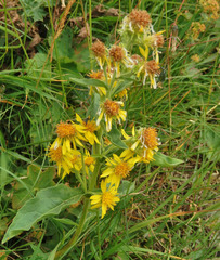Solidago virgaurea minuta