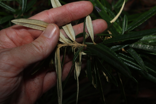 Image of Olearia oppositifolia by (c) Greg Tasney, some rights reserved (CC BY-SA)