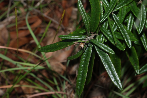 Image of Olearia oppositifolia by (c) Greg Tasney, some rights reserved (CC BY-SA)