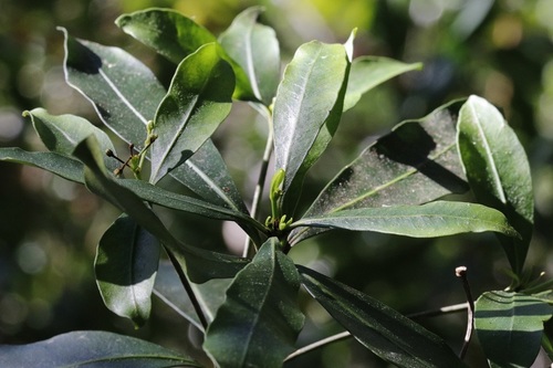 Image of Kamassi (Gonioma kamassi) by (c) Karen Eichholz, some rights reserved (CC BY)