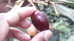Syzygium cumini