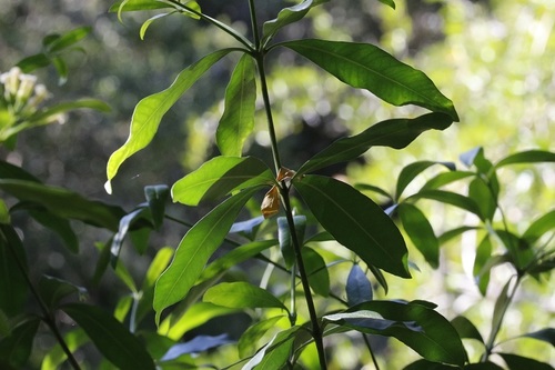 Image of Gonioma kamassi by (c) Karen Eichholz, some rights reserved (CC BY)