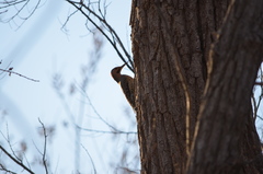 Colaptes auratus auratus