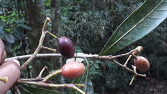 Syzygium cumini