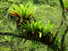 Asplenium antiquum