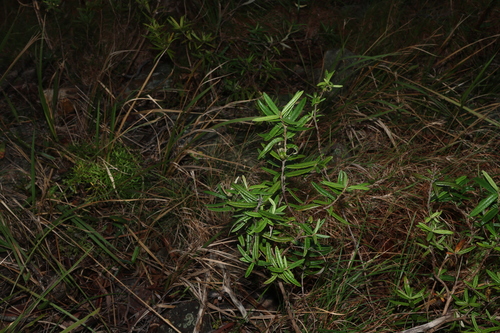 Image of Olearia oppositifolia by (c) Greg Tasney, some rights reserved (CC BY-SA)