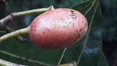 Syzygium cumini