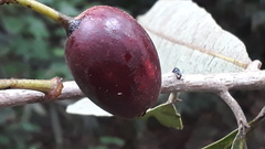 Syzygium cumini