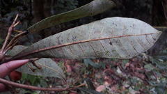 Syzygium cumini