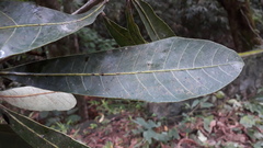 Syzygium cumini