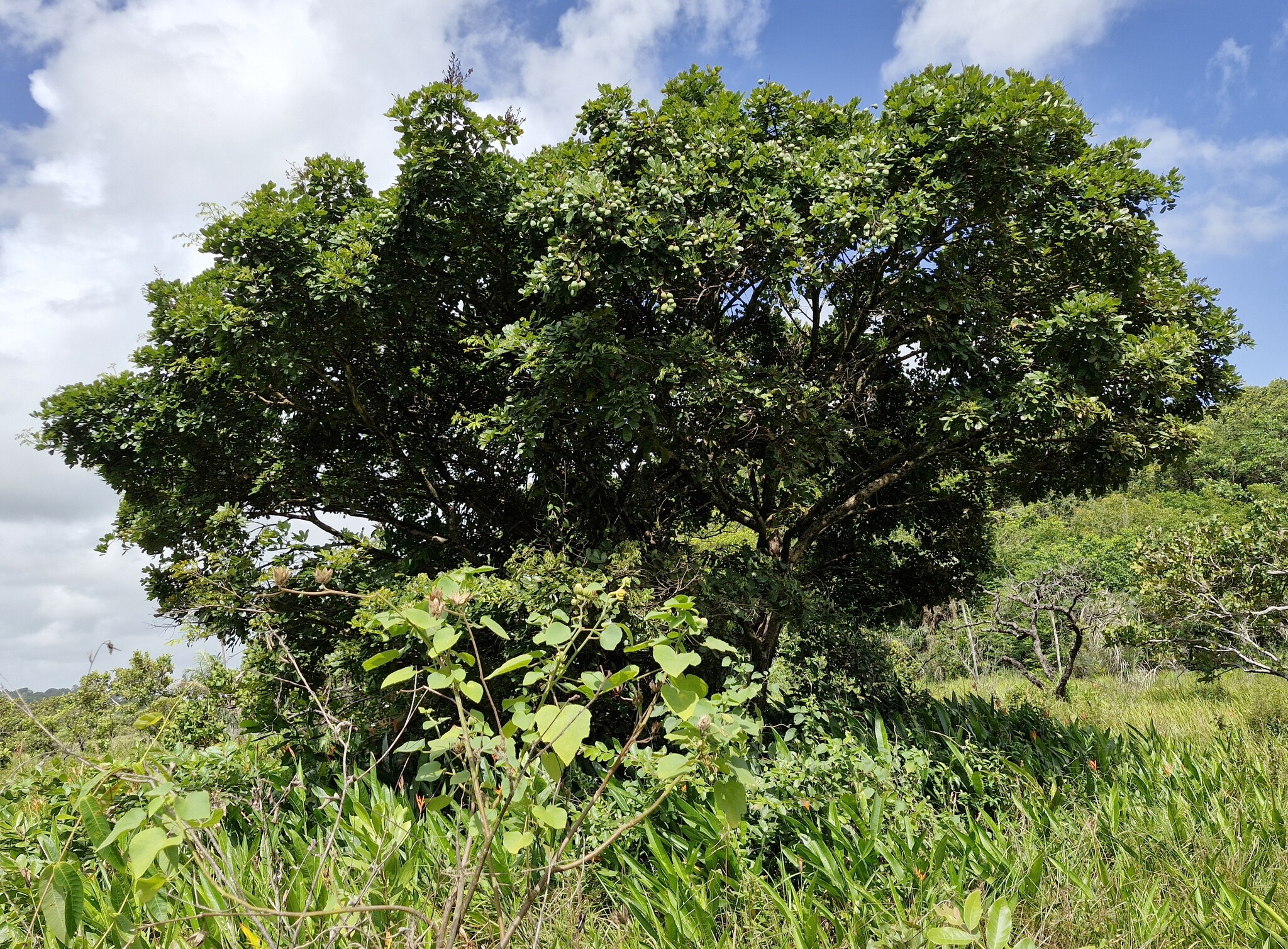 Imagem de Paricá