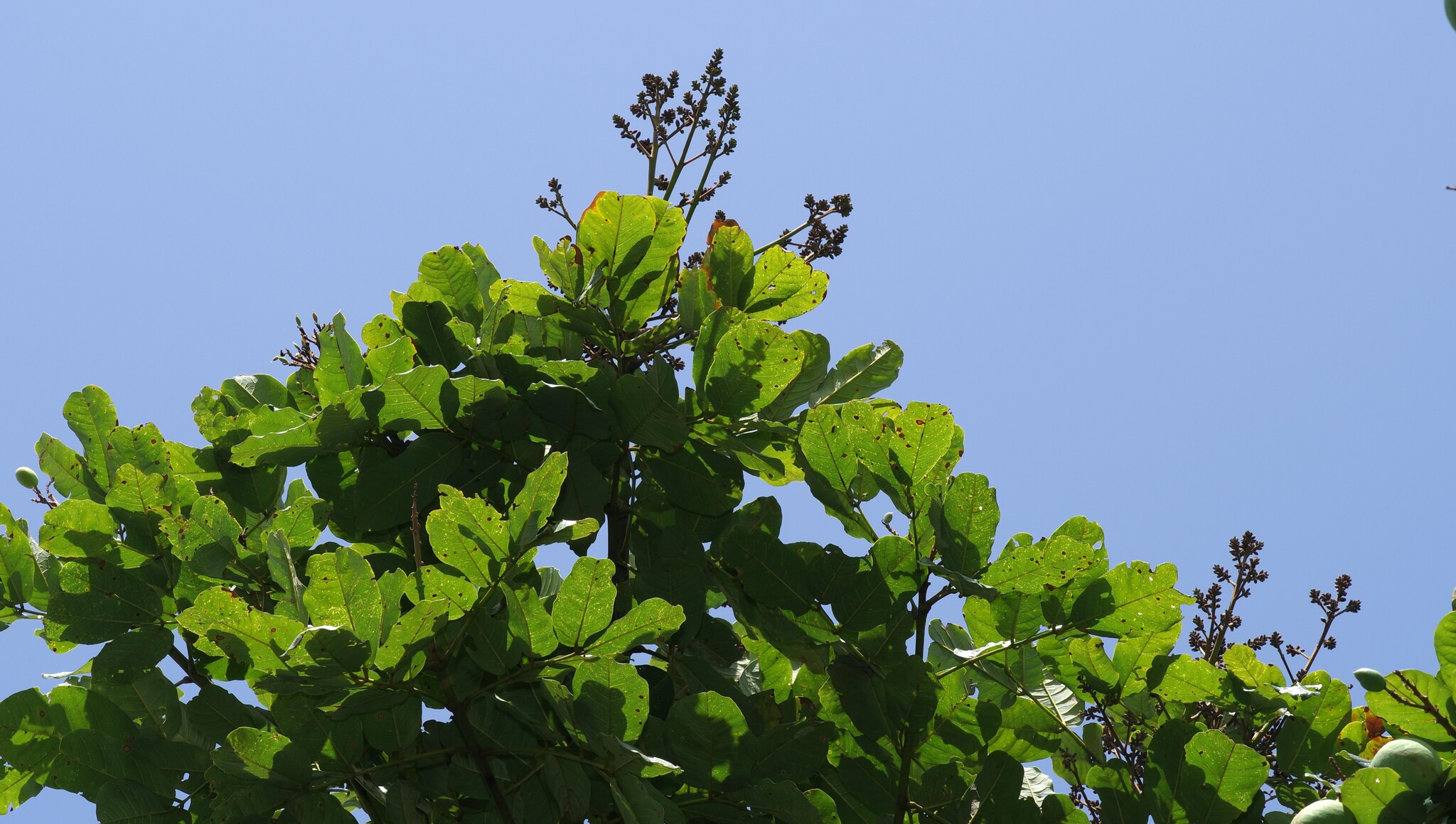 Imagem de Paricá