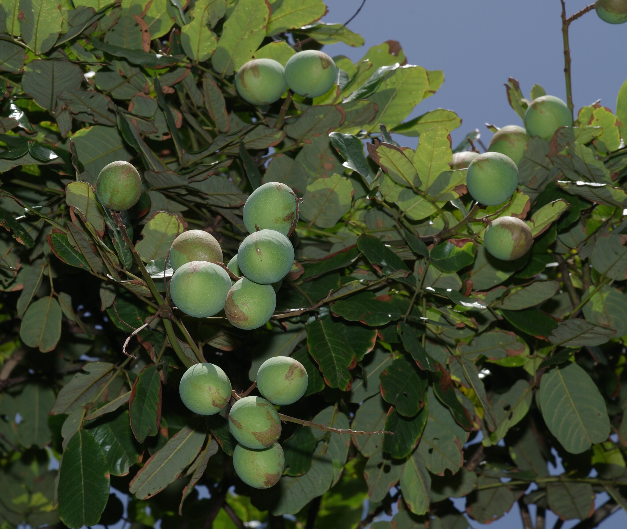 Imagem de Paricá
