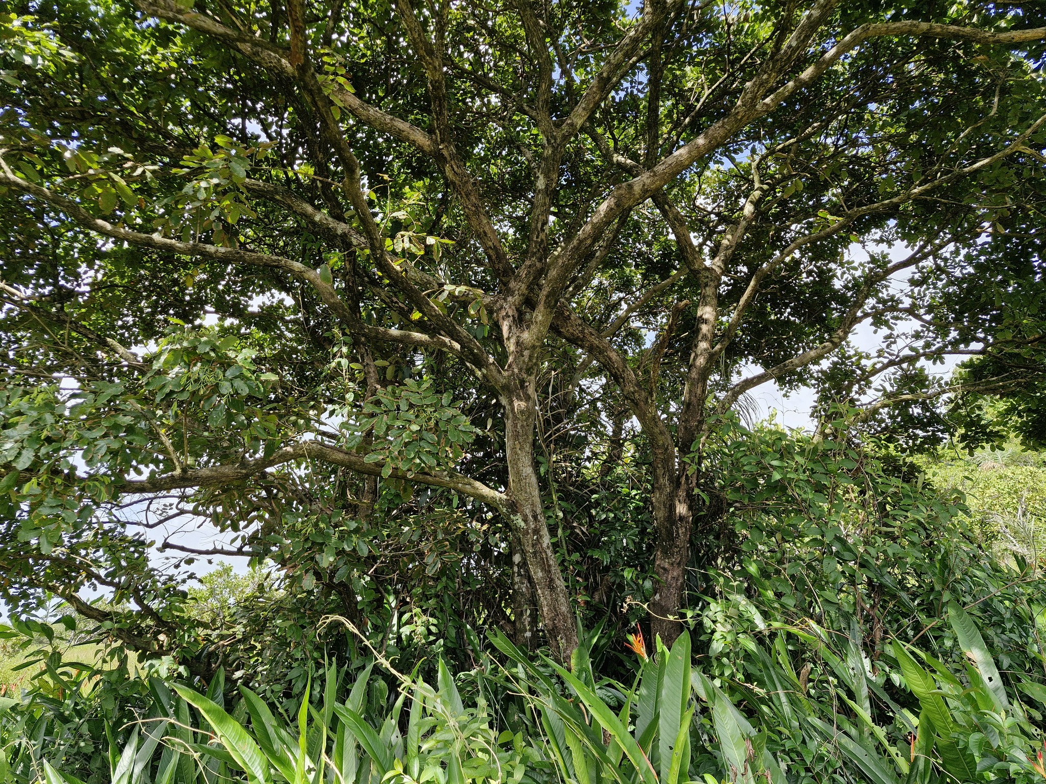 Imagem de Paricá