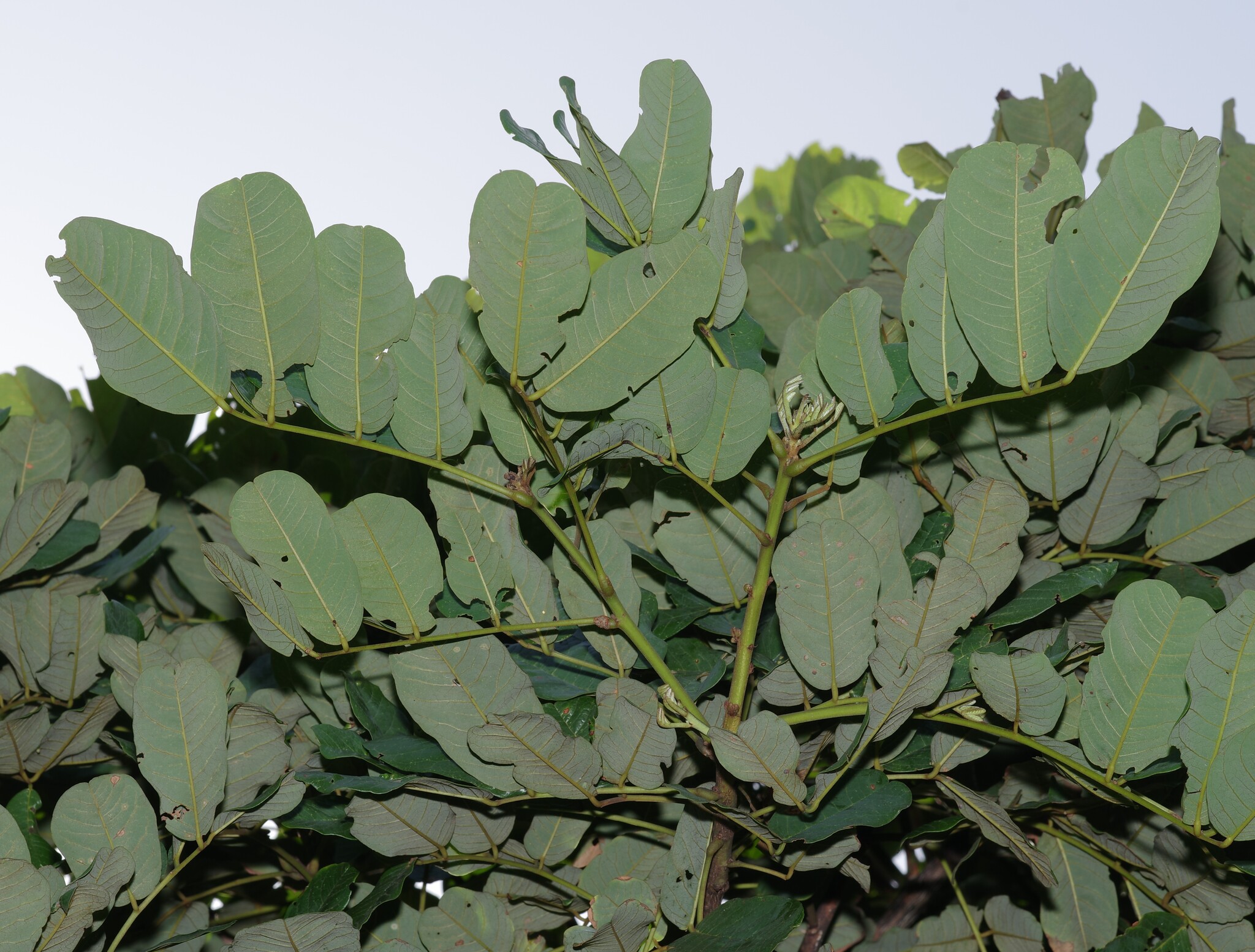 Imagem de Paricá
