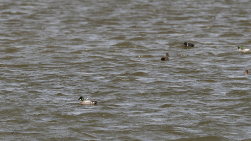Falcated Duck