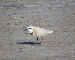 Charadrius pallidus pallidus