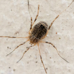 Odiellus spinosus