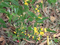 Platylobium parviflorum