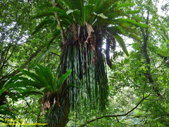 Haplopteris elongata
