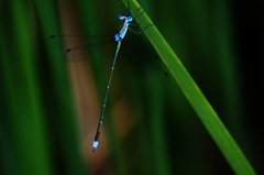 Lestes elatus