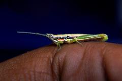 Neorthacris