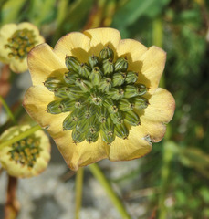 Bupleurum stellatum