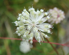Astrantia minor