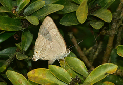 Virachola isocrates