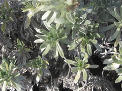 Heliotropium anomalum