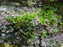 Crepidomanes minutum