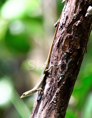 Emoia sorex
