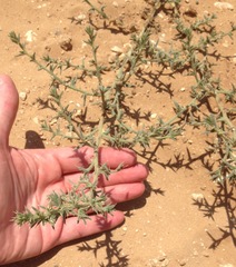 Salsola tragus