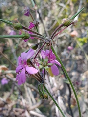 Pelargonium acraeum