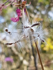 Pelargonium acraeum
